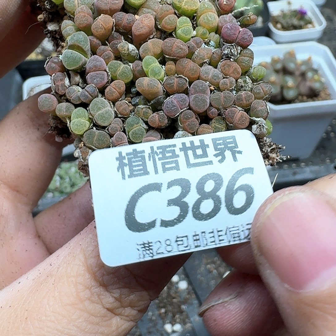 多肉植物的润泽fhj