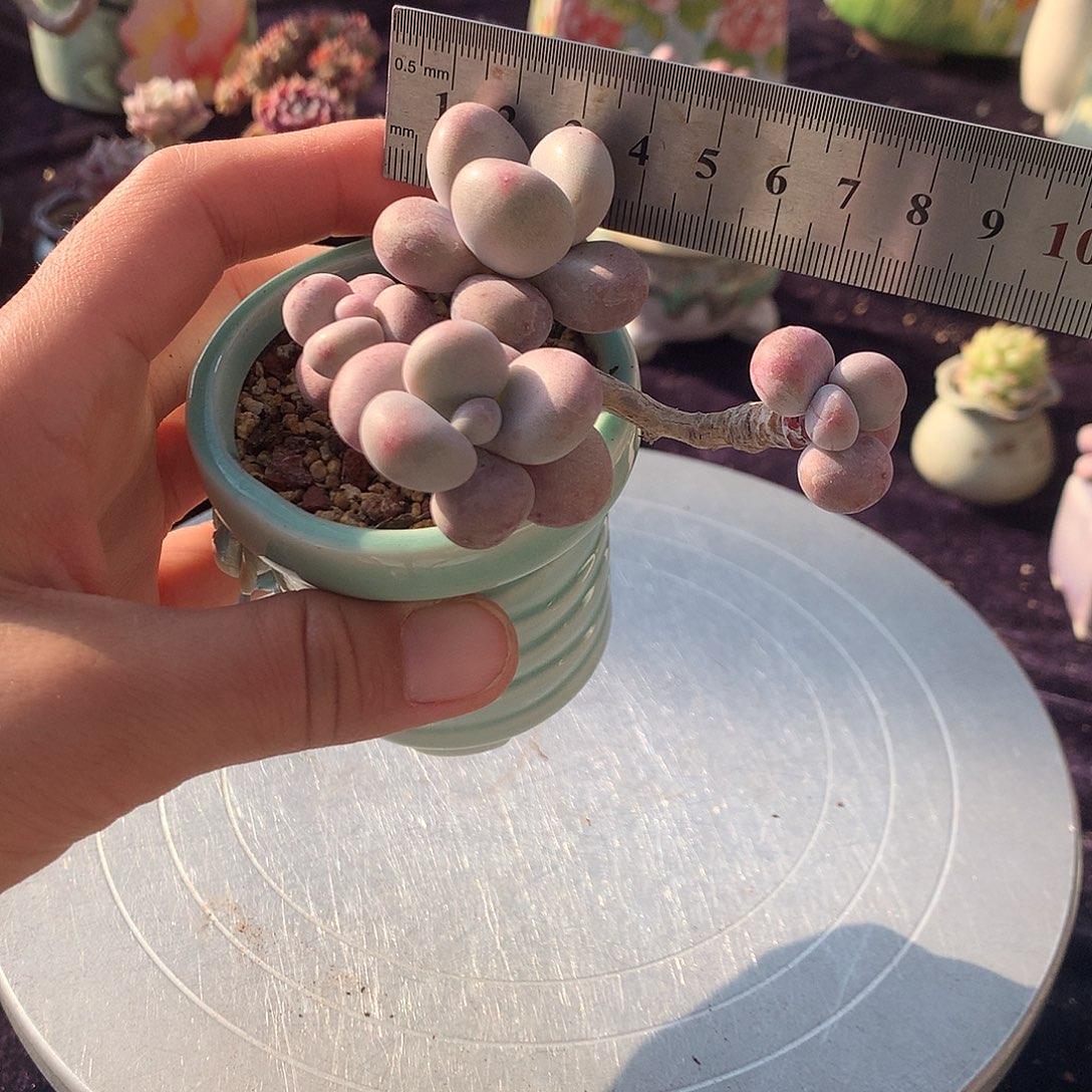 8号带盆偏远地区bu bao you de