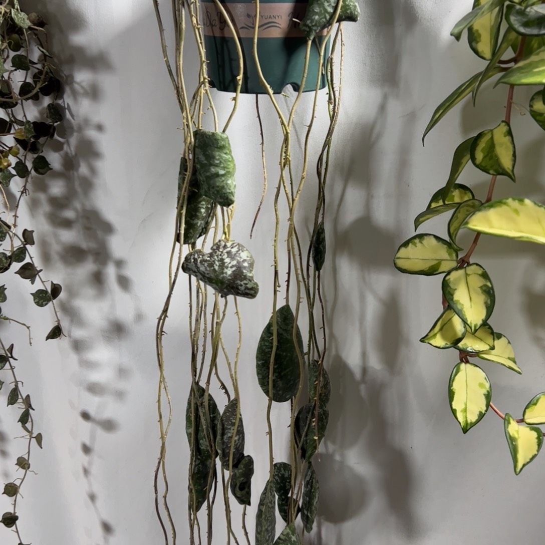 野***子完全开放龟壳球兰品种