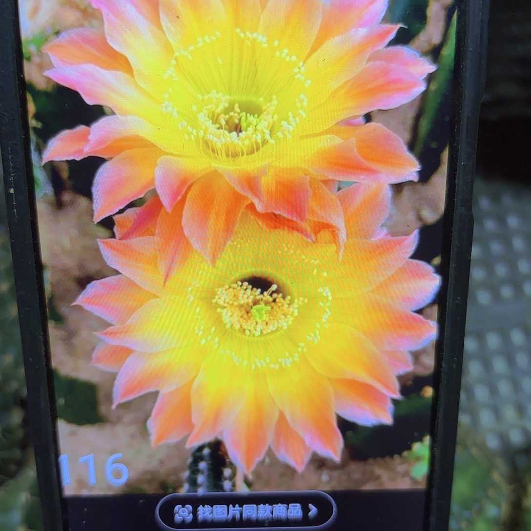 116彩侧牙20包邮仙人球40