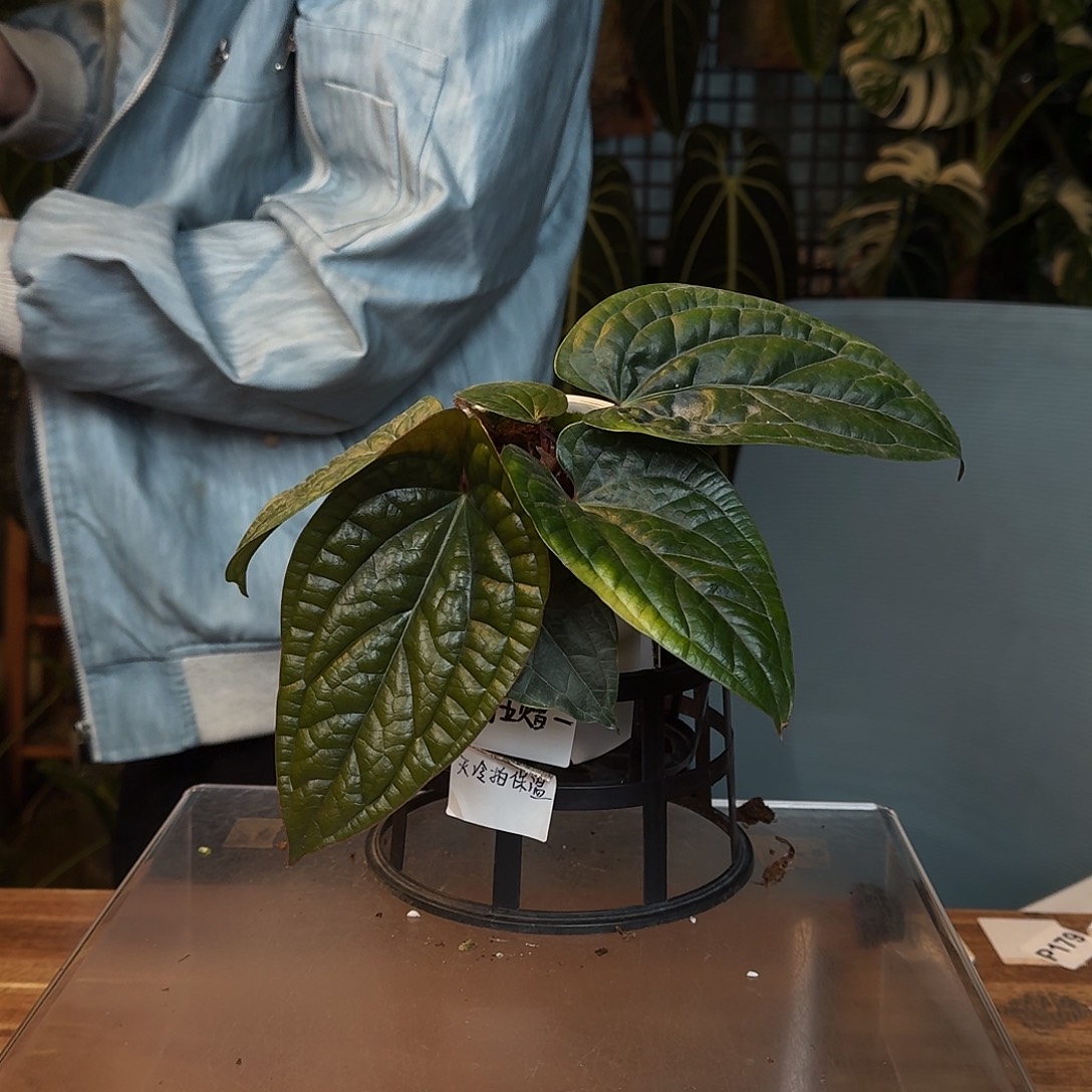 不开花植物N60恶魔花烛