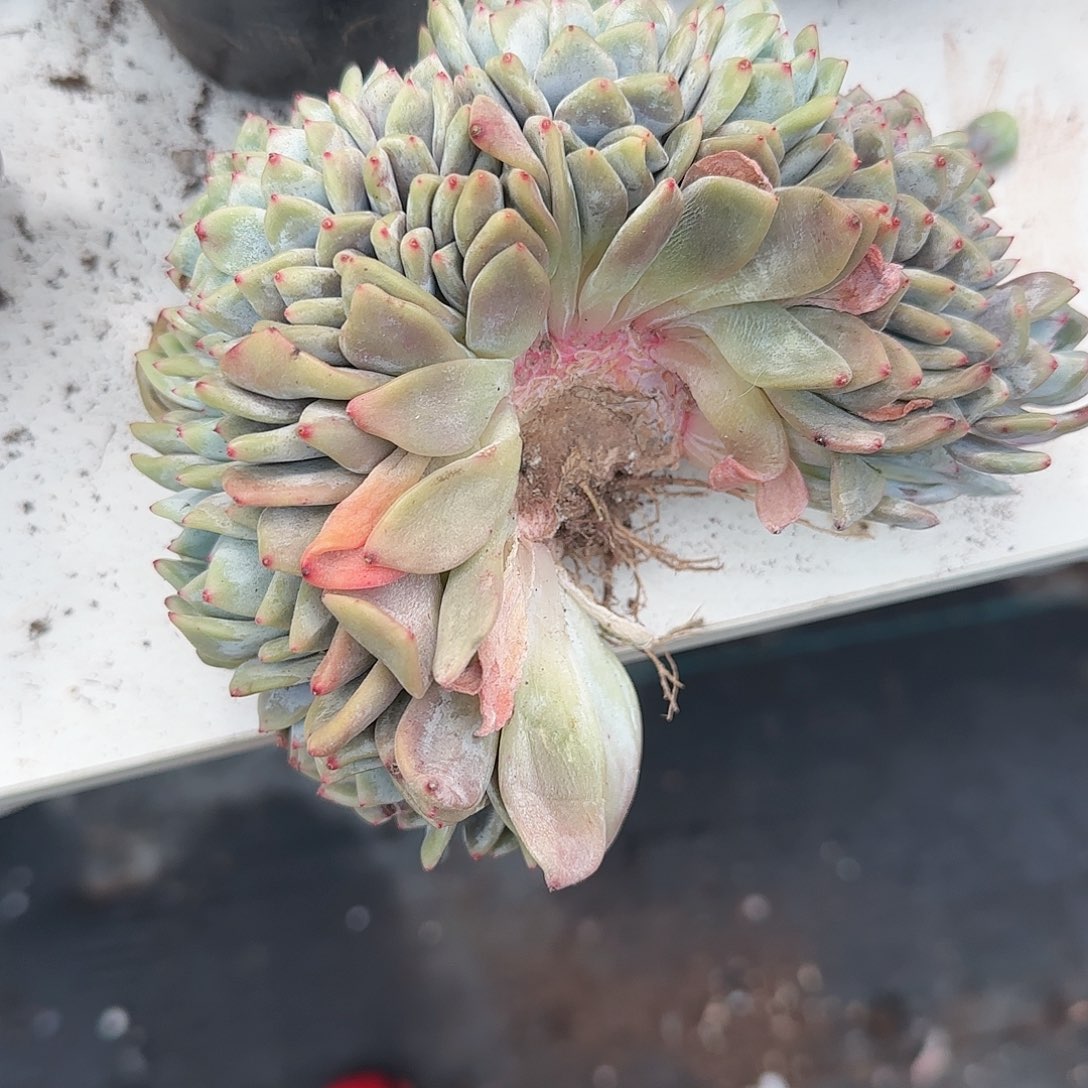 邦***塞青蛙王子儿童牙膏11