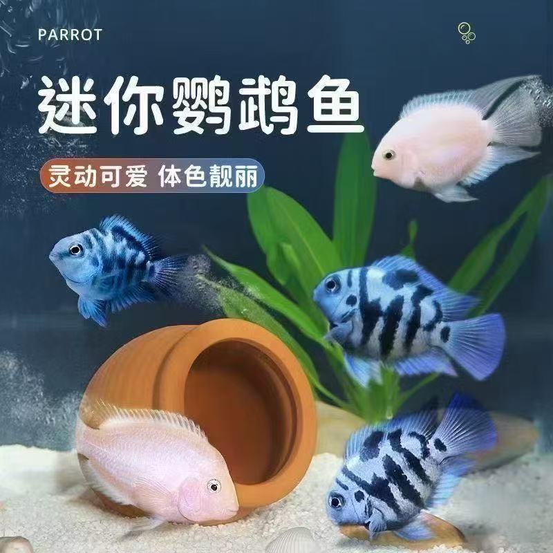 【渔场直销】迷你鹦鹉鱼淡水热带观赏鱼宝蓝白金胭脂粉种鱼好养耐活