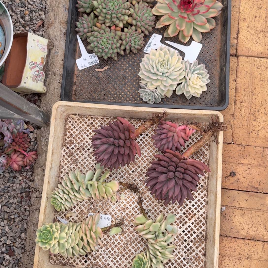 岁月静好发货链接