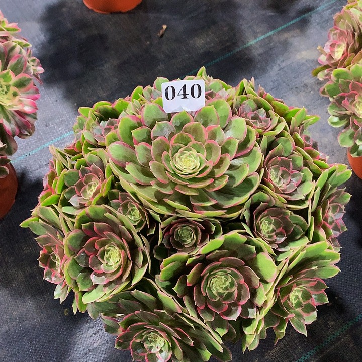 法师粉花妖040000000