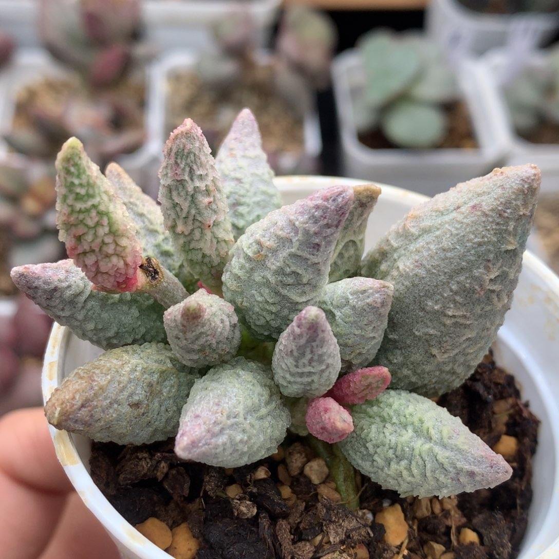 融化纹冰淇淋 多肉植物水泡