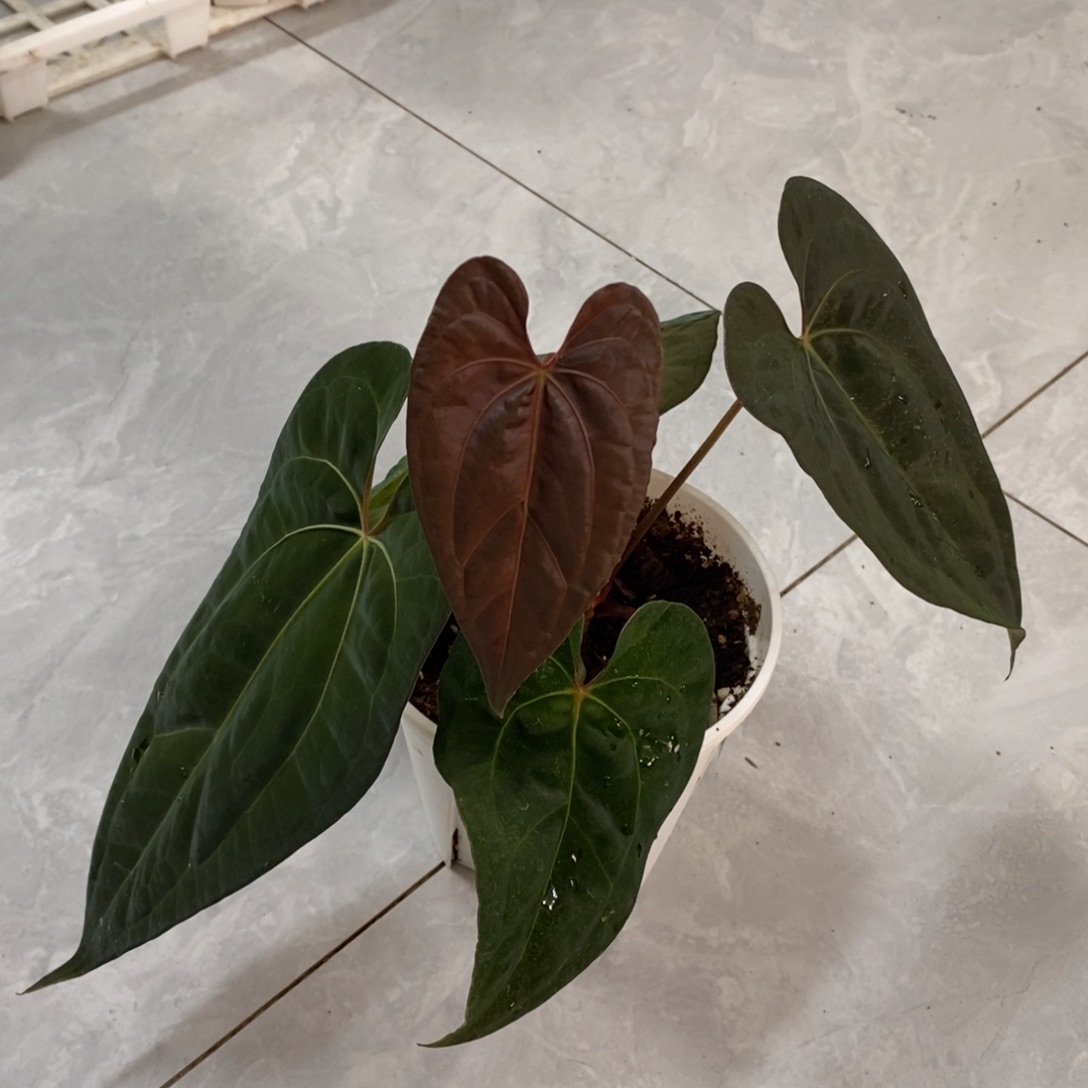 不开花植物301黑桃杂Papi