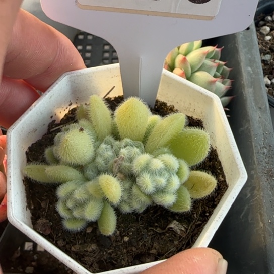 233信东尼一物一拍多肉