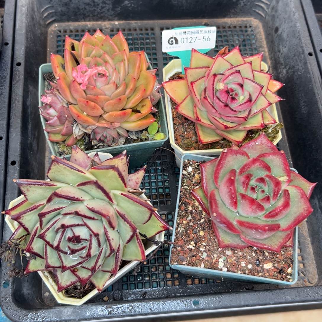 多肉一物一拍0127-56