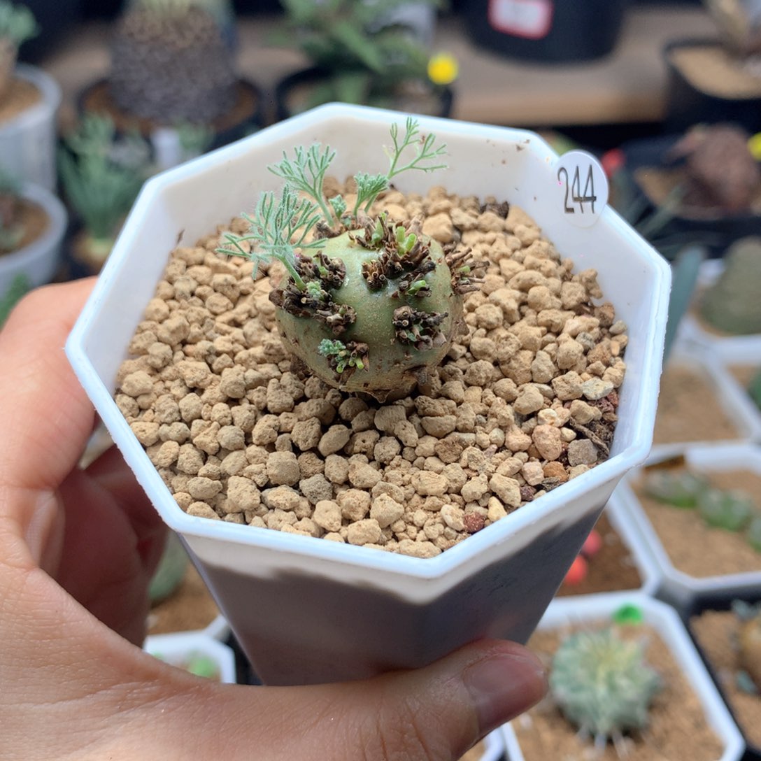 244号白色月界带盆多肉