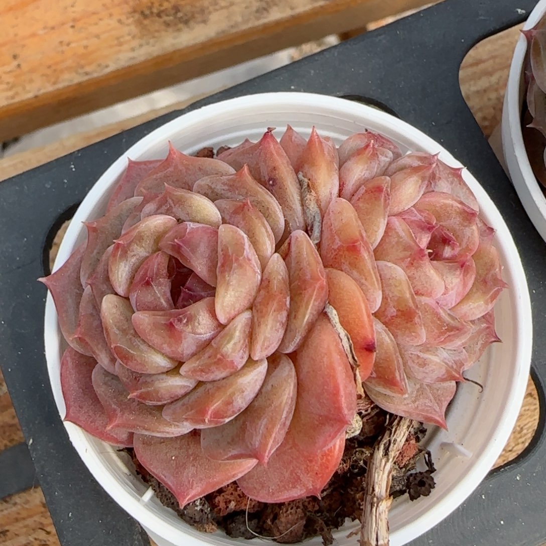 花语逸境0213-232