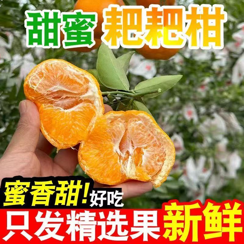 高山耙耙柑现摘现发包邮到家DL