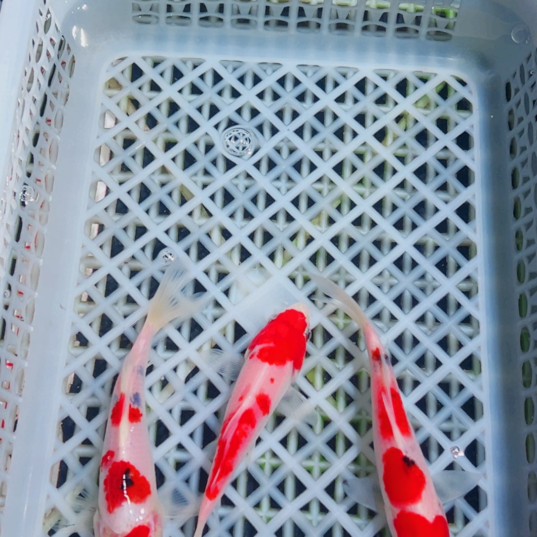 锦鲤锦鲤观赏鱼1111