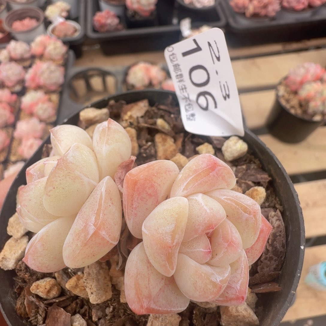 白体糖心冰玉一颗