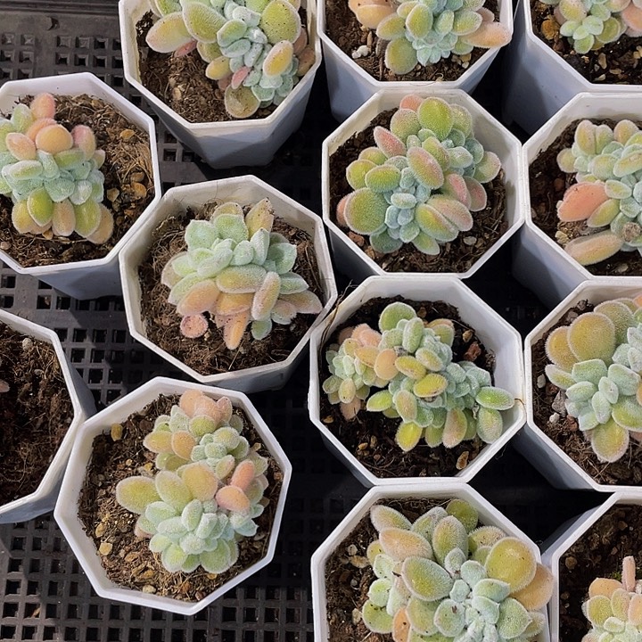 雪晃星缀化带土发货