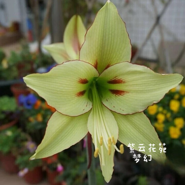 【日朱】梦幻/美丽红唇/粉色祝福/白羽毛/彩绘玻璃 进口朱顶红种球