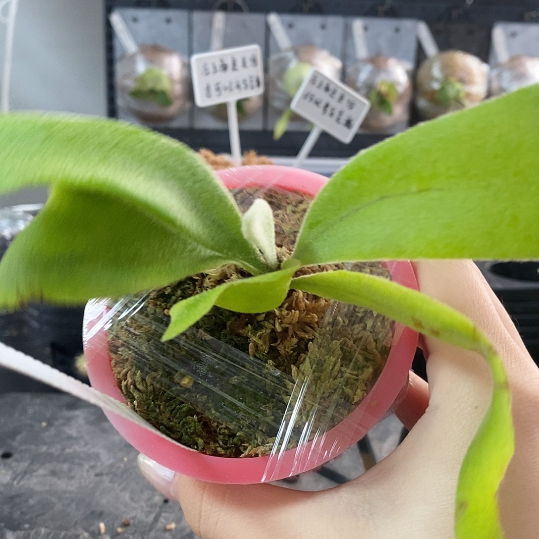 无花朵柠檬鹿角蕨