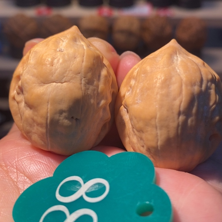 19号链马头琴32尺寸核桃