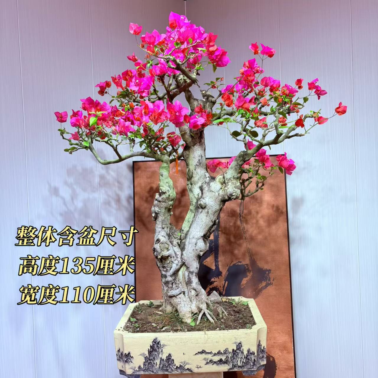 【与心园艺】同安红精品老桩三角梅盆景