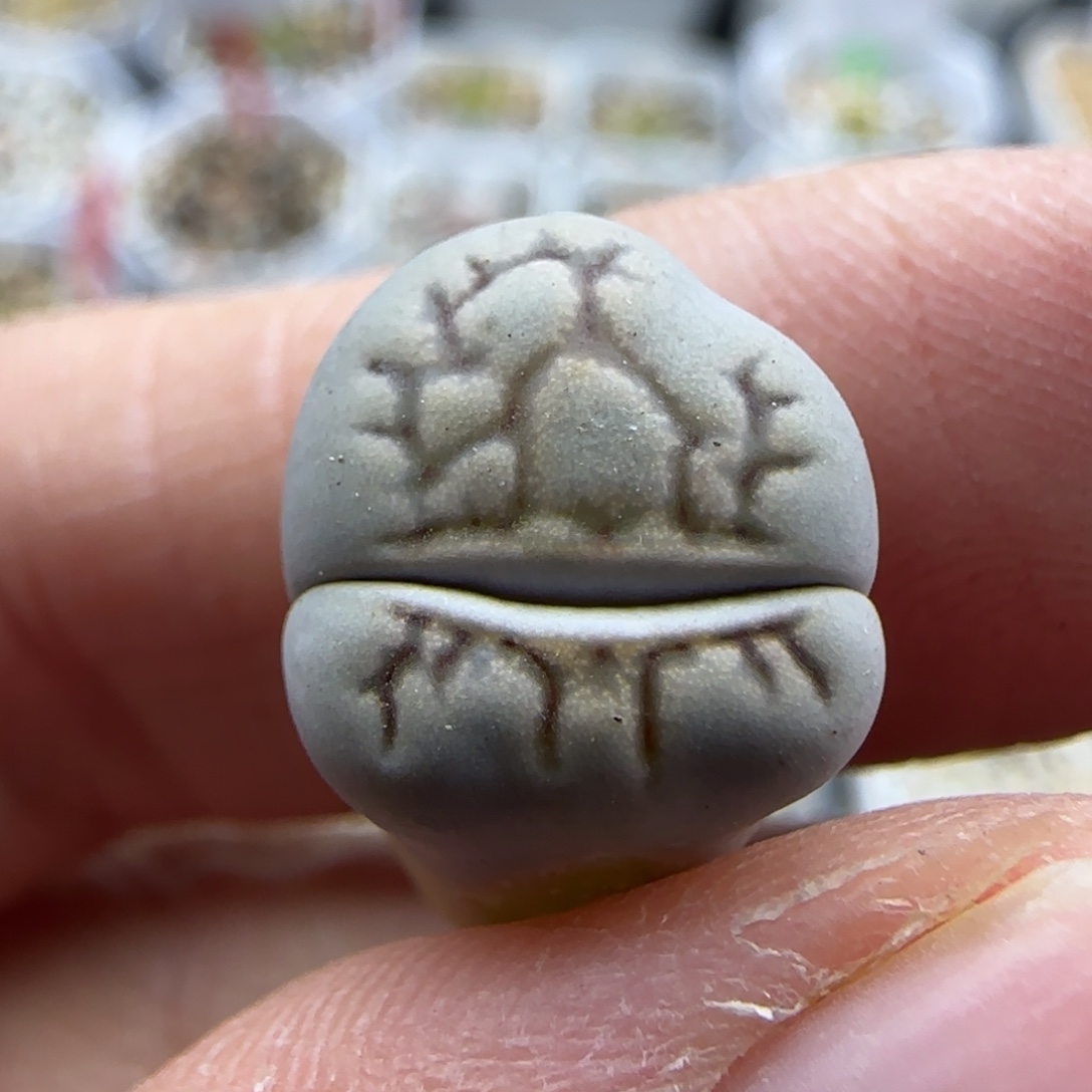 874 怪清框福利30包邮