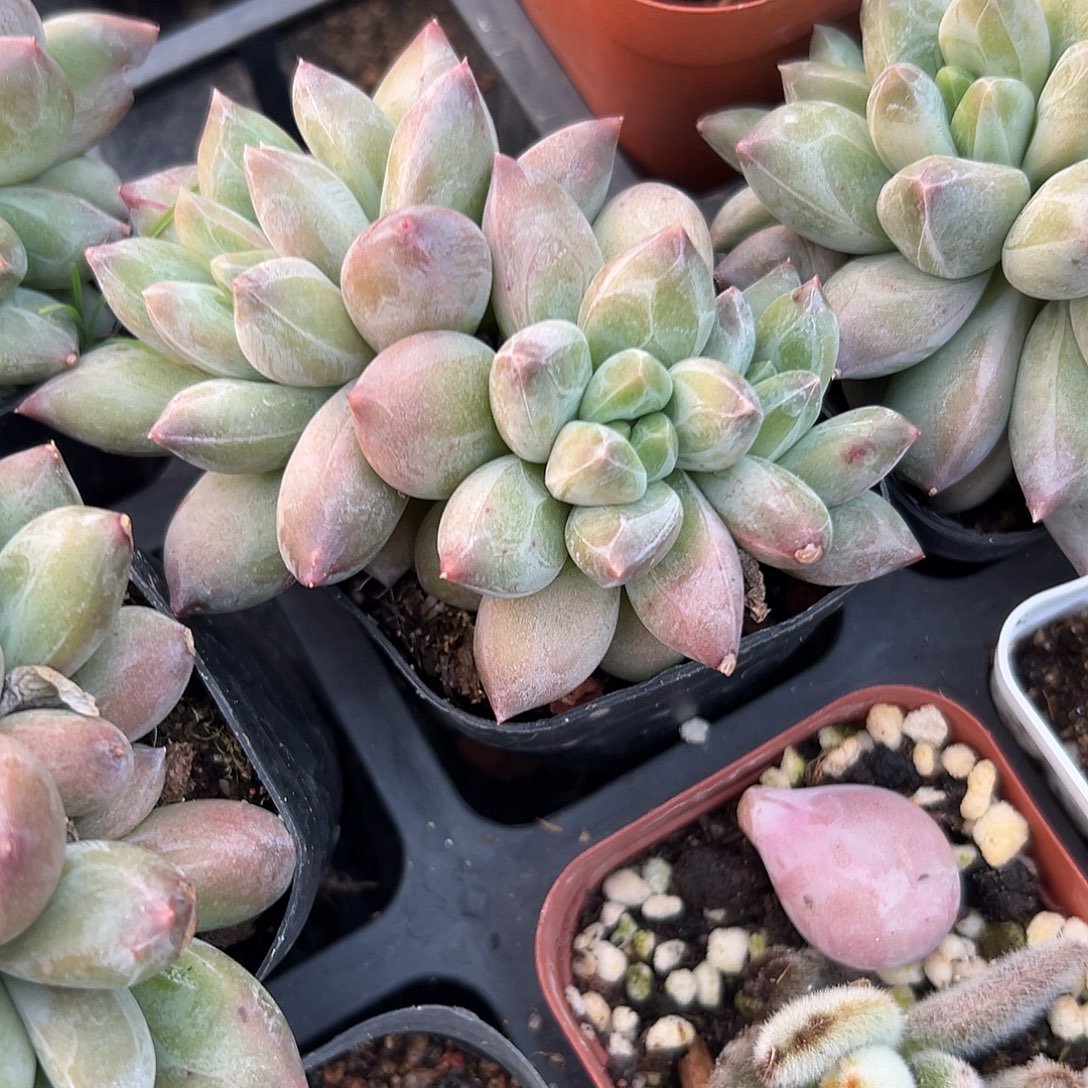 多肉植物乌拉克拉