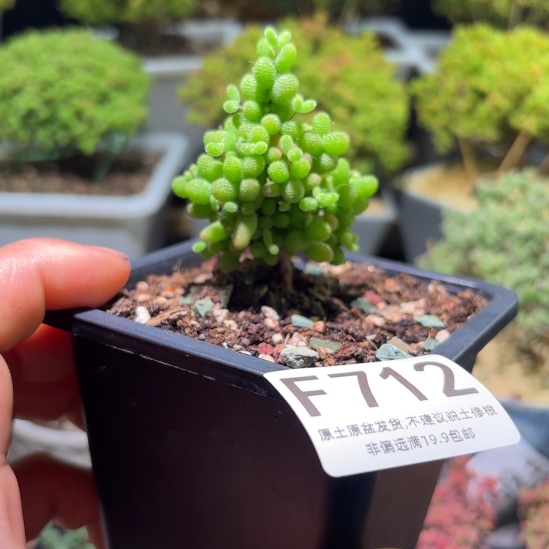 圣诞树金桔F712枝干番杏