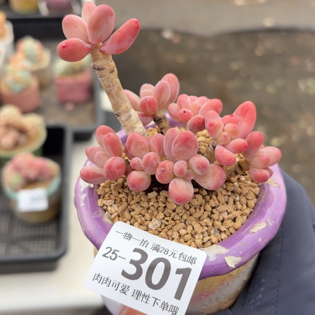 樱花奶无盆土发货无