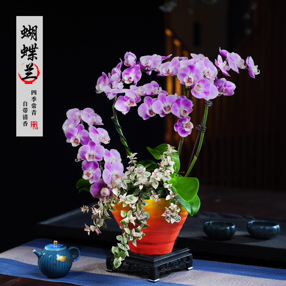 悠雅蝴蝶兰盆栽四季常青花卉茶桌面净化空气花办公室内绿植