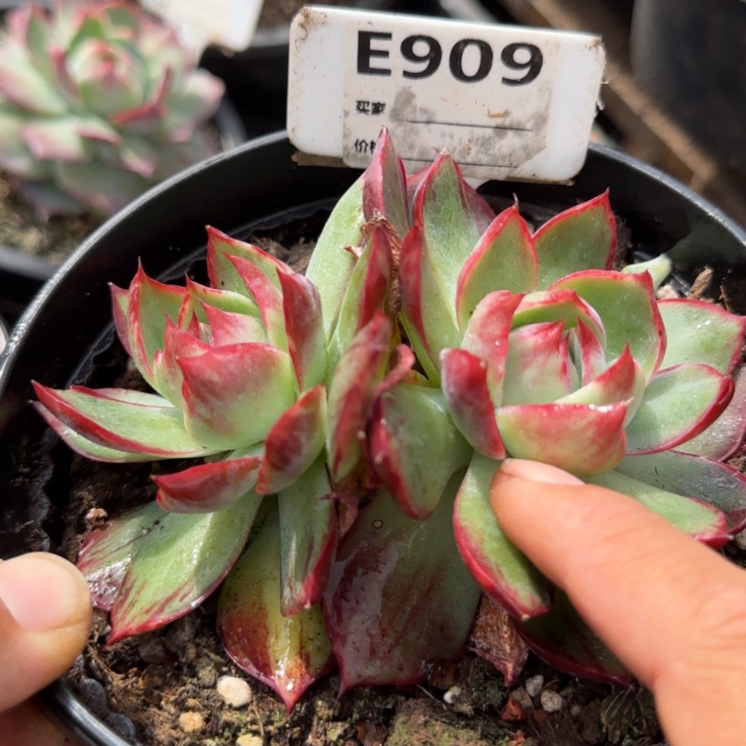 惊鸿一物一拍包装收缩花旱909