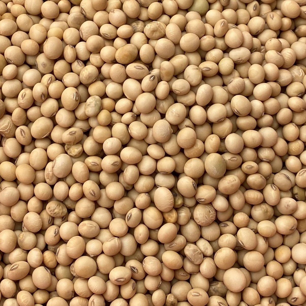 溆浦本地黄豆大豆初级农食用产品