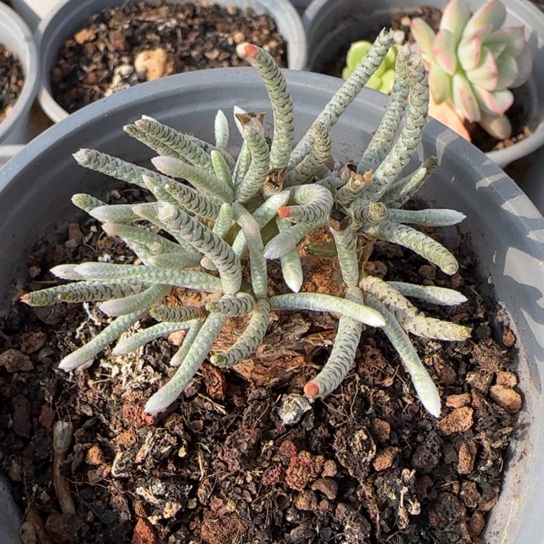 ?*?韧锦   多肉植物