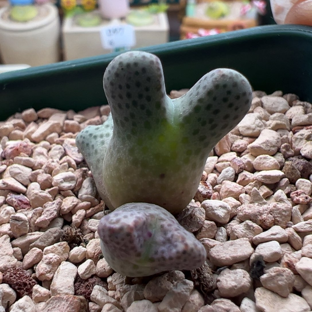 20。青蛙种源955d大型斑马