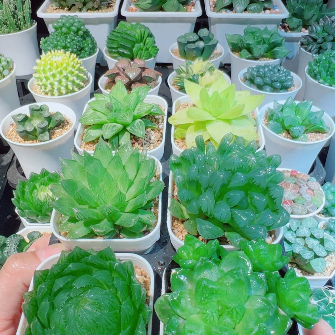 玉露文件套多肉多肉