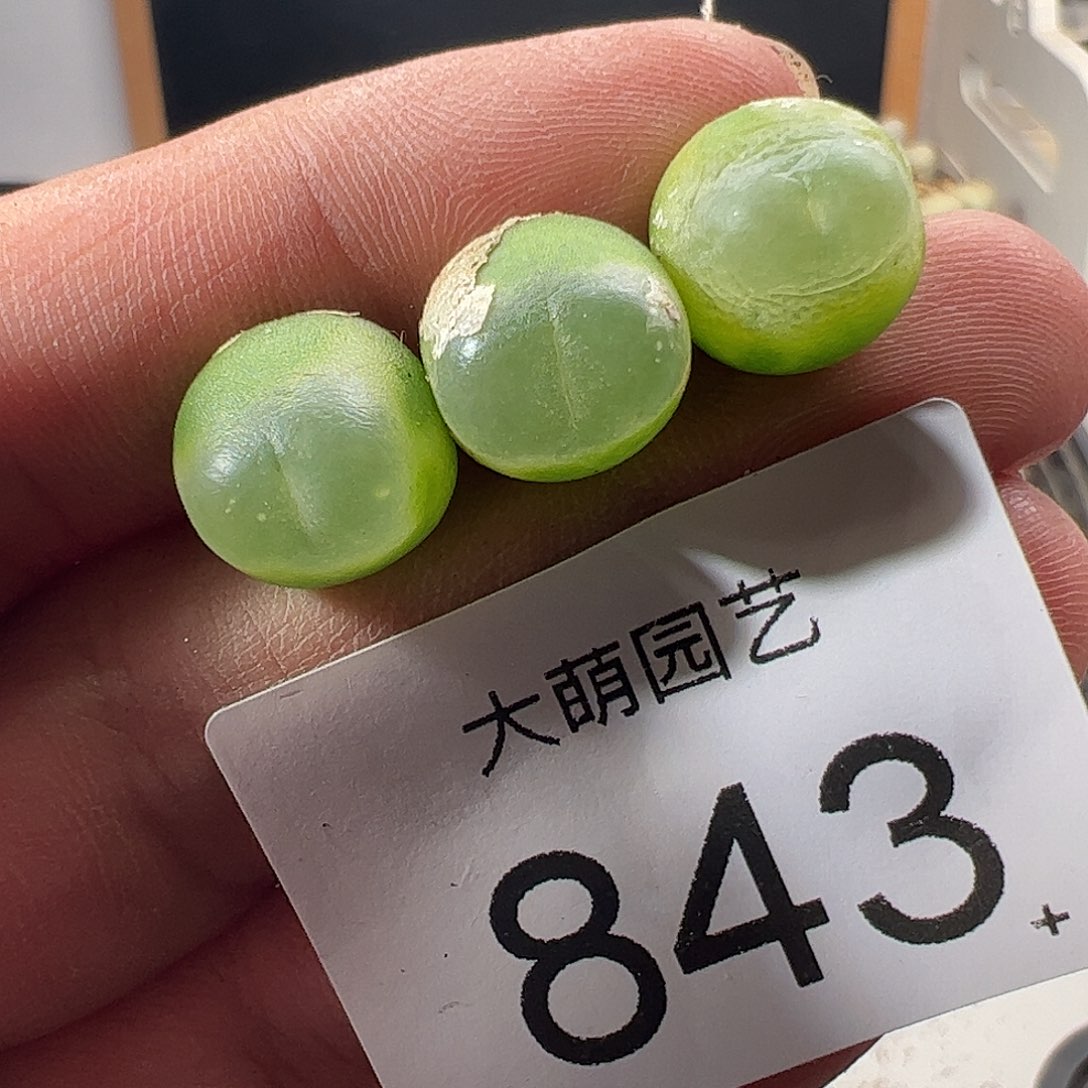 一物一拍。         843