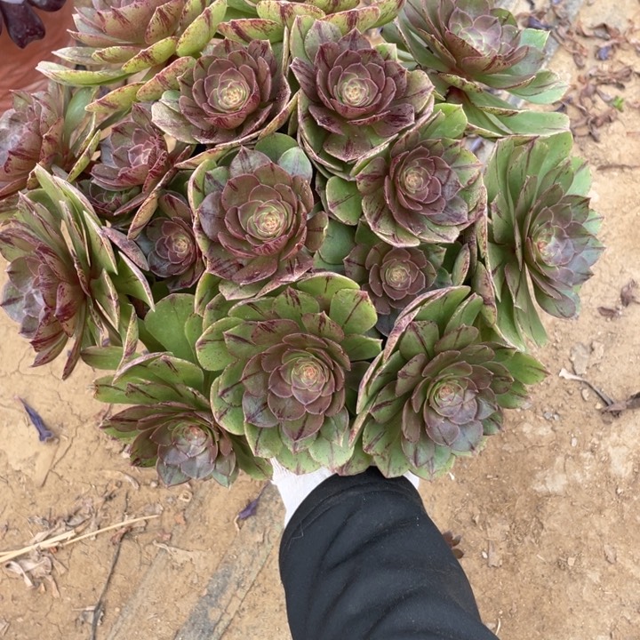 227万拉丝法师断枝不售后