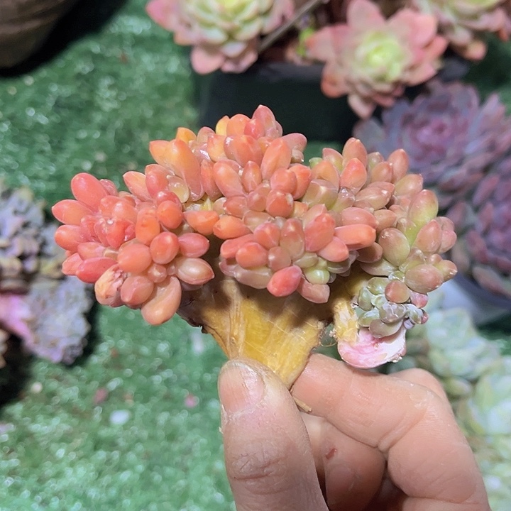 千代田缀25214多肉植物