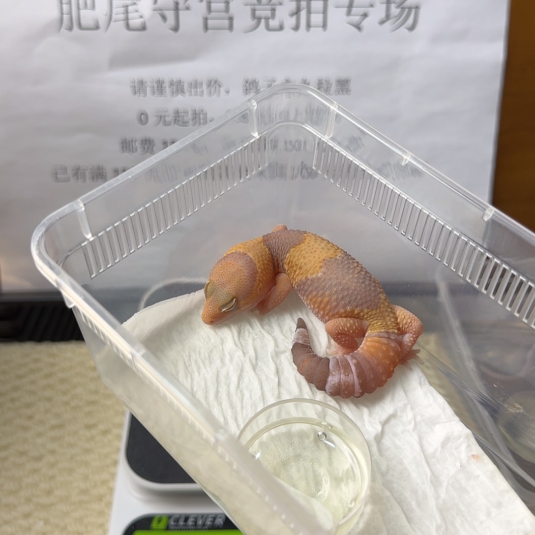 肥尾守宫橘白 妹妹