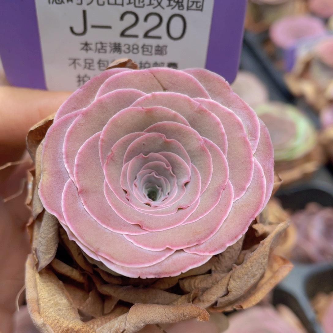 晚****山地玫瑰J220裸根发货不售后