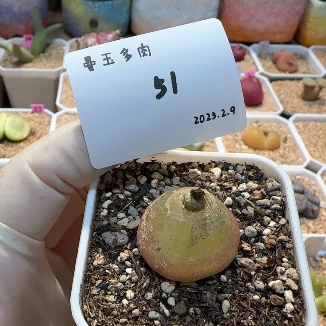 多肉多肉多肉2.9-051