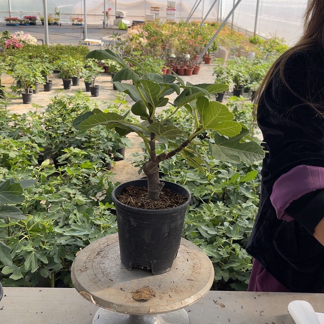 无***斌格莱斯无花果果苗