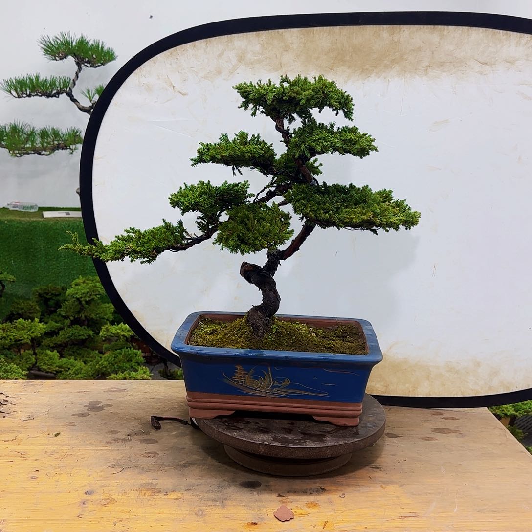 盆景盆景盆景盆景