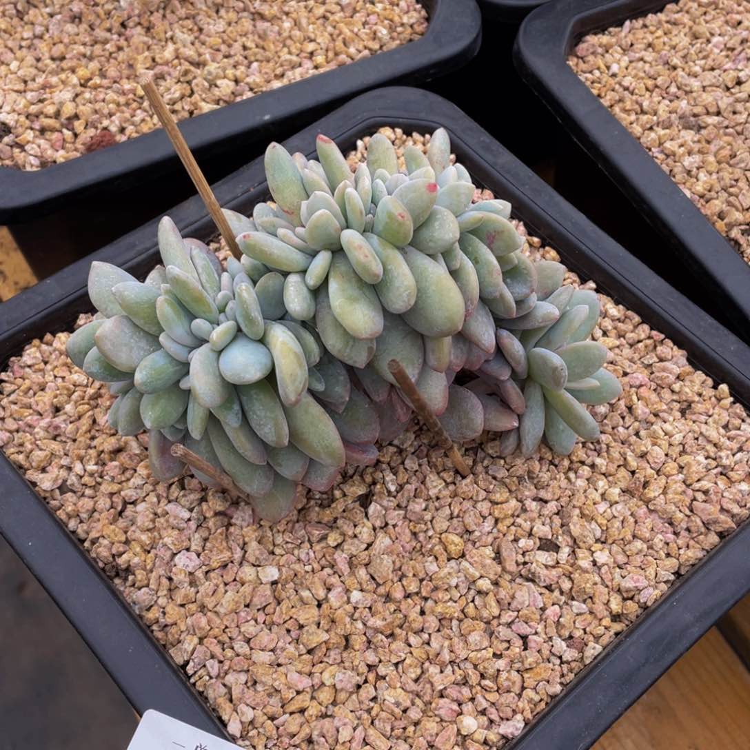 0208-32- 粉兔缀化。。。。。