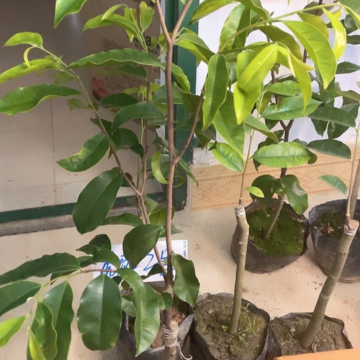 当前无花栽培后可以开花