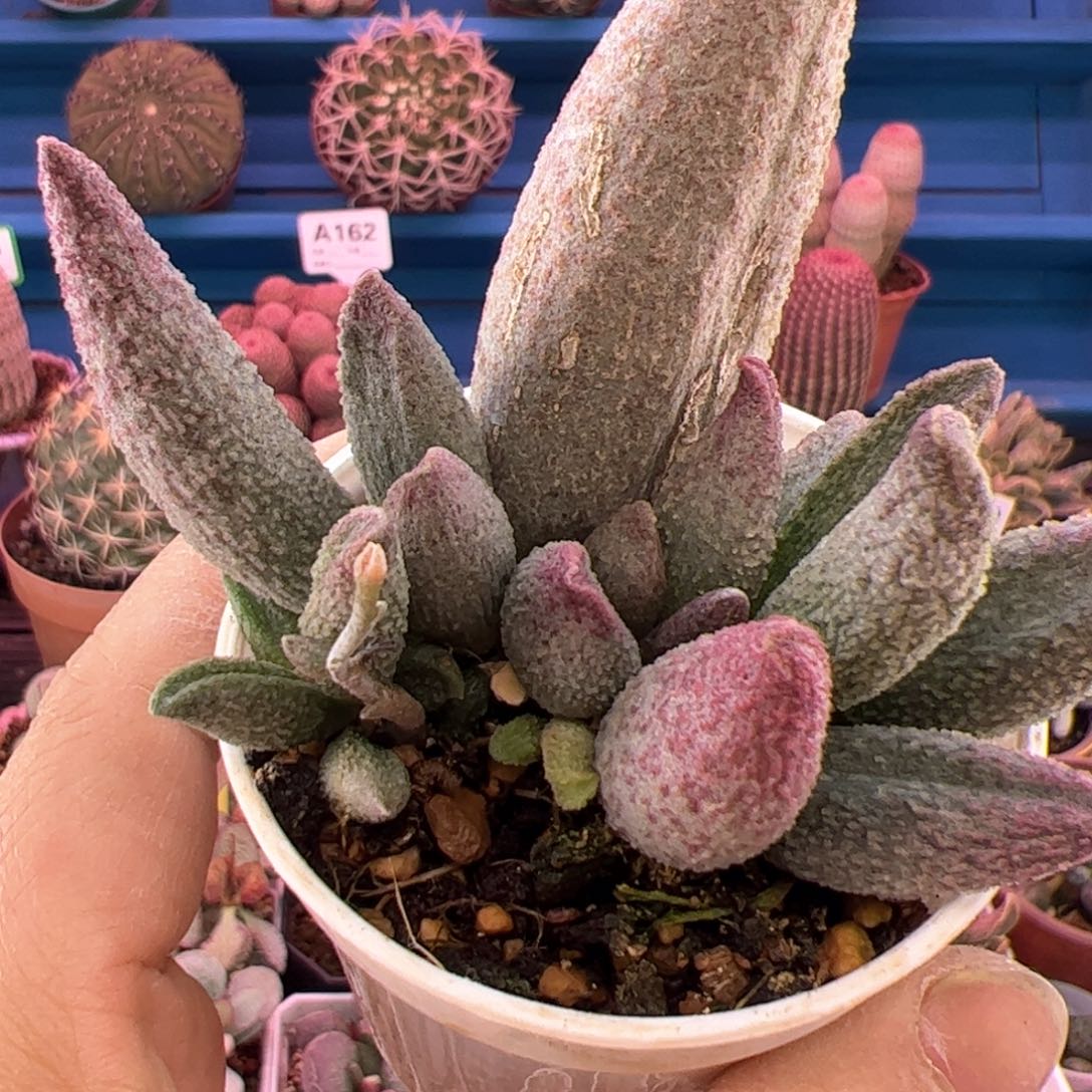 纯红哈默杂 有伤。          