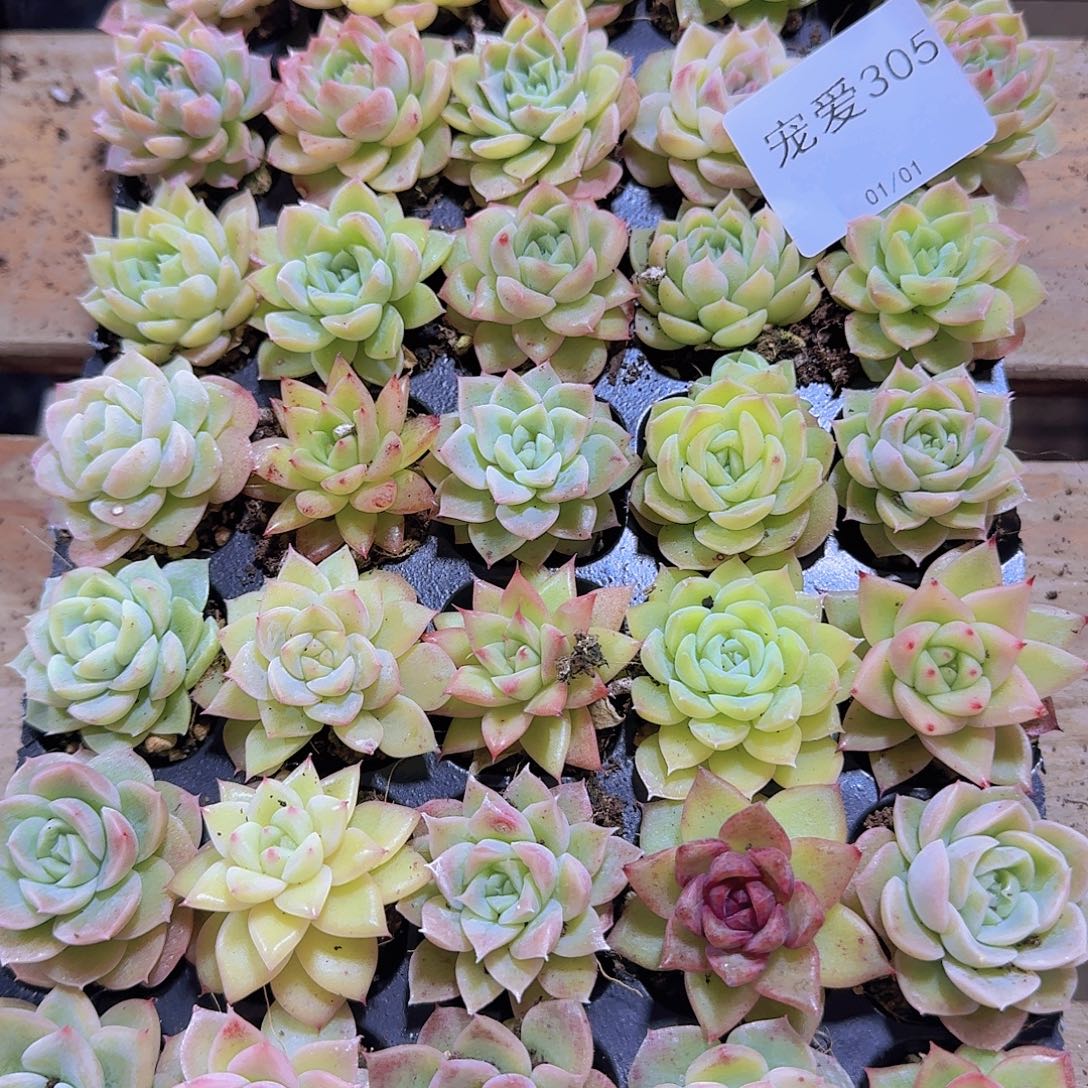 直播福利一物一拍305