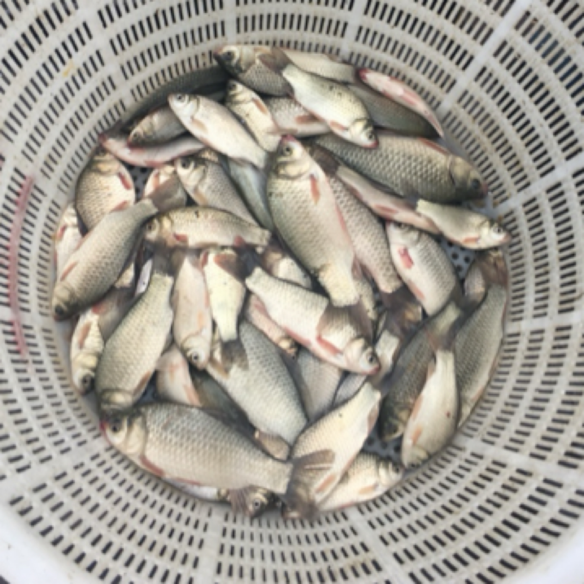 直播间现称，大湖水域土鲫鱼鲜活现称现杀