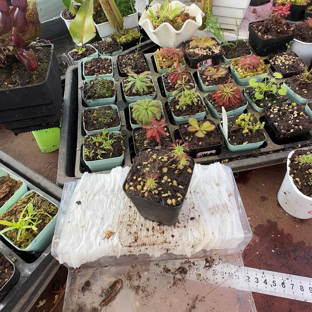 嘎***豆全部花朵狸藻狸藻类