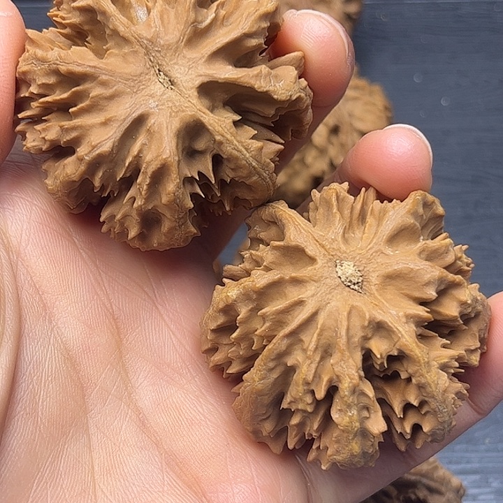 核桃秦岭突突突突突