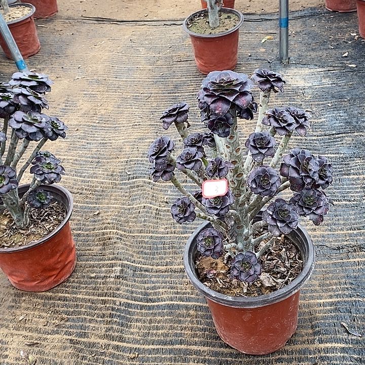 3，晚霞多肉法师多肉法师