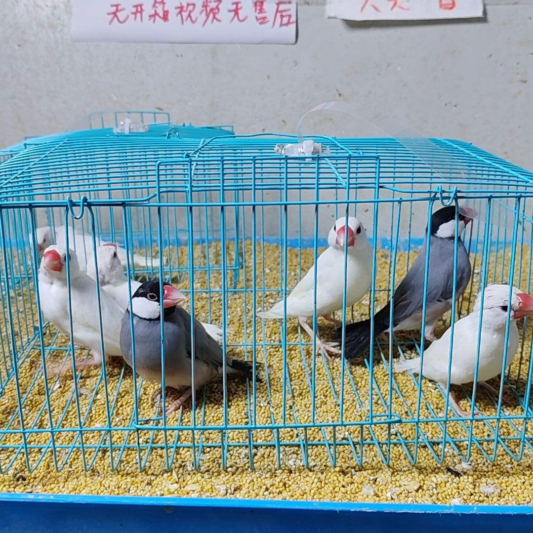 姚***佳文鸟特价文鸟断尾少毛爪子有瑕疵六只不包公母